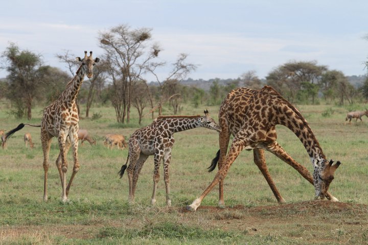 Ask us about adding a safari to your trip!